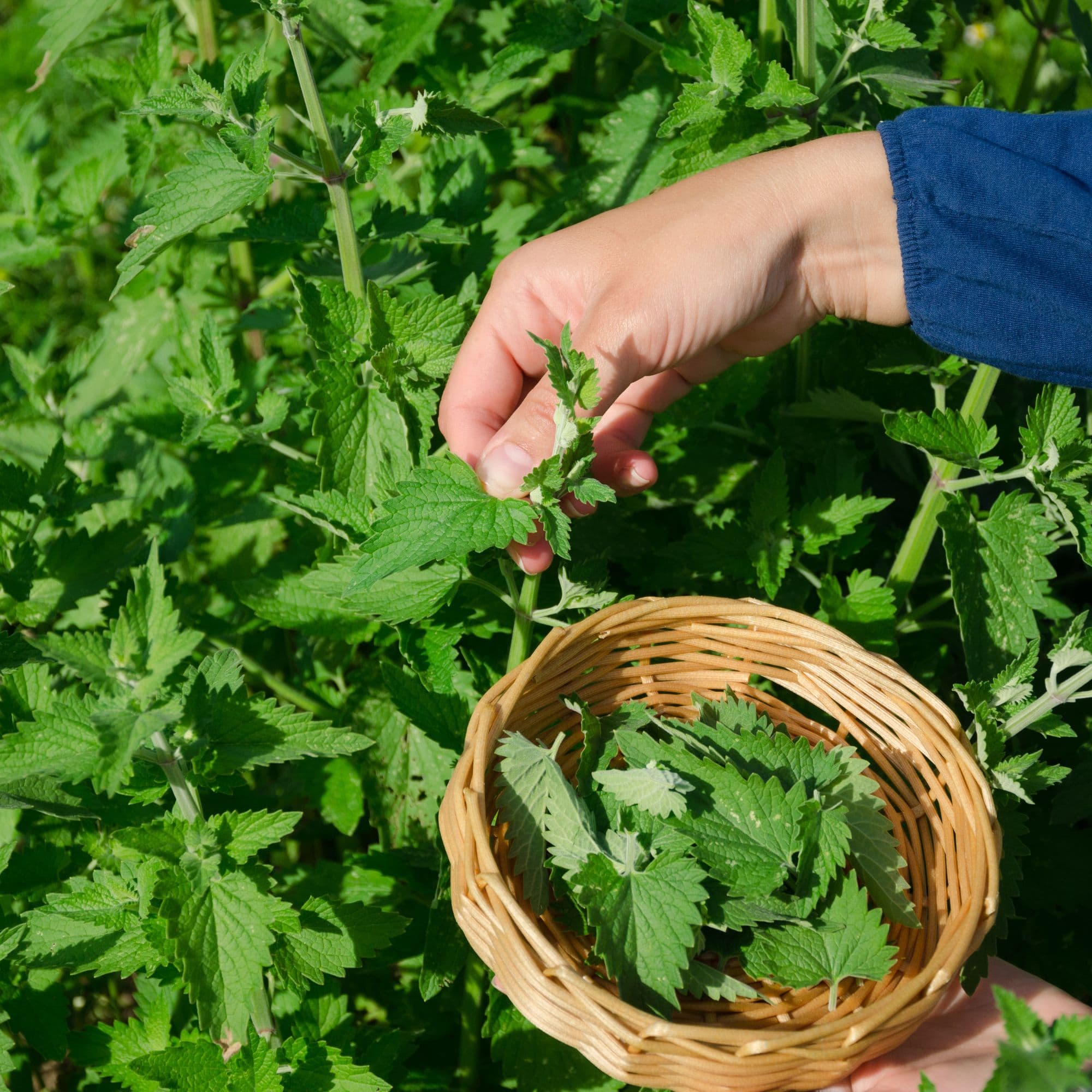 Lemon Balm Plant