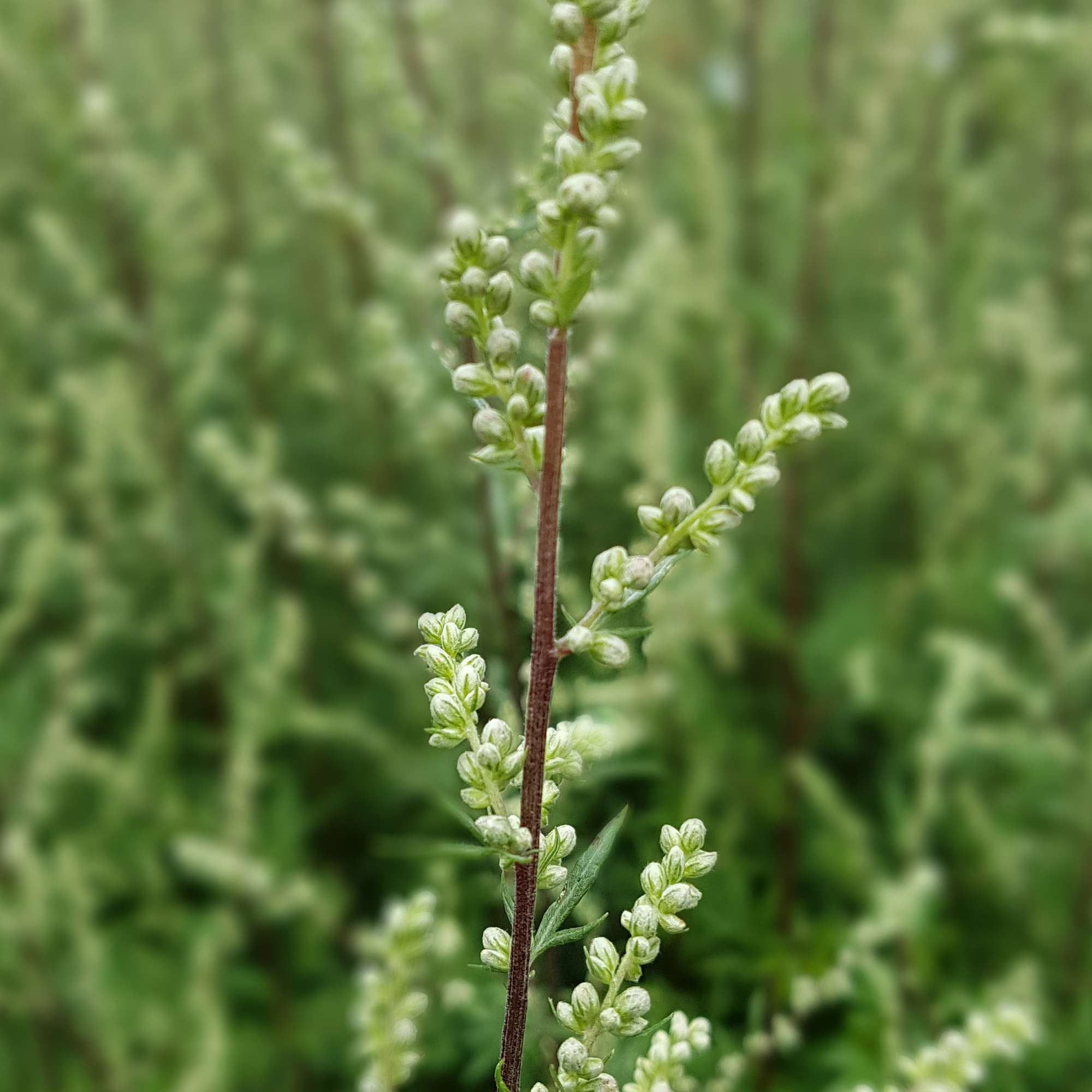 Mugwort Seeds