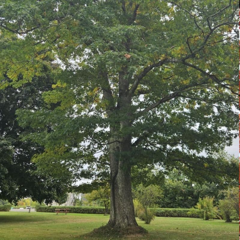 The broad canopy of a mature northern red oak