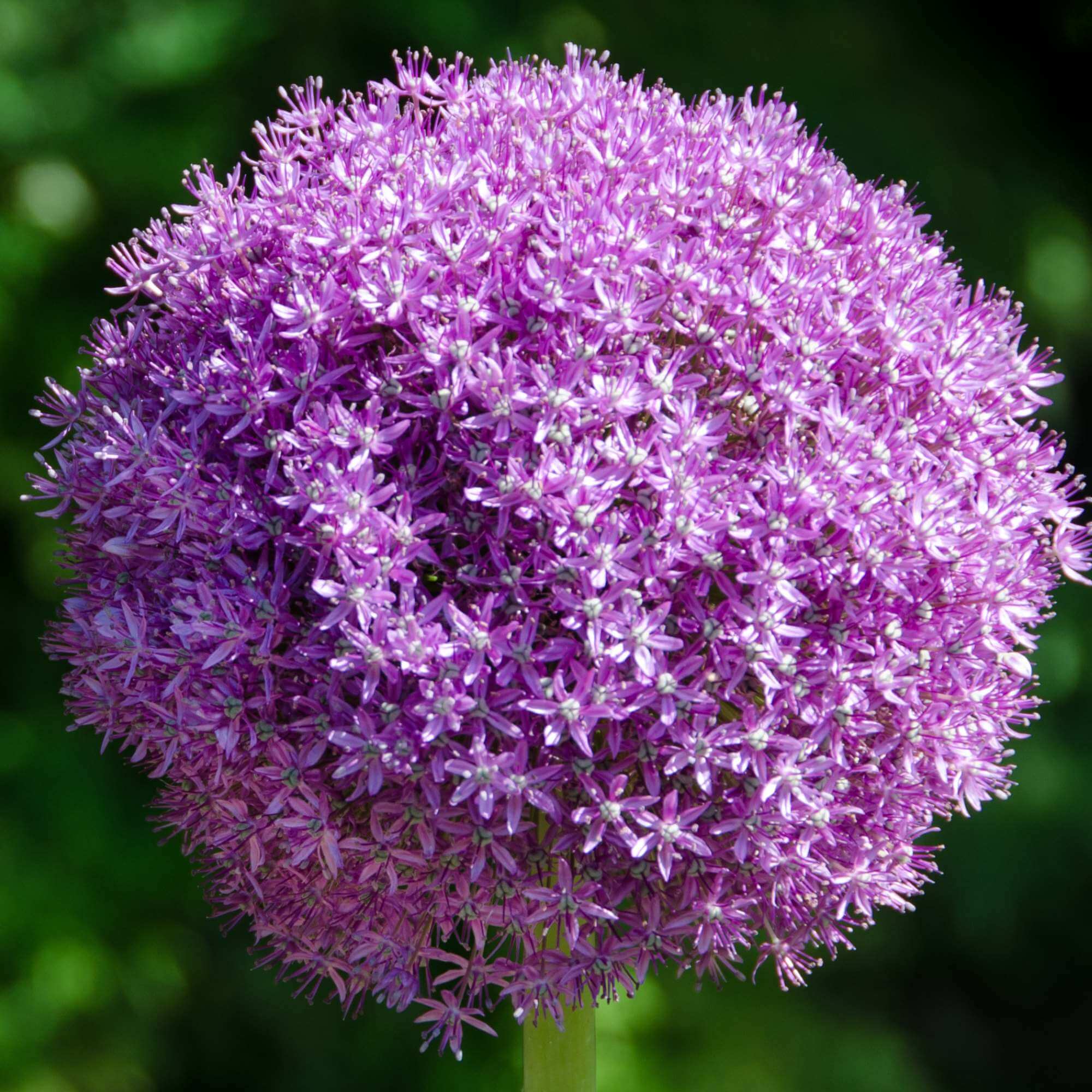 Ornamental Onion Seed (allium)