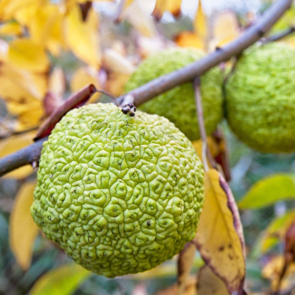 Osage orange