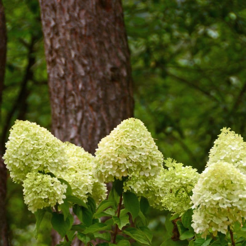 Cream panicle hydrangea flowers in bloom