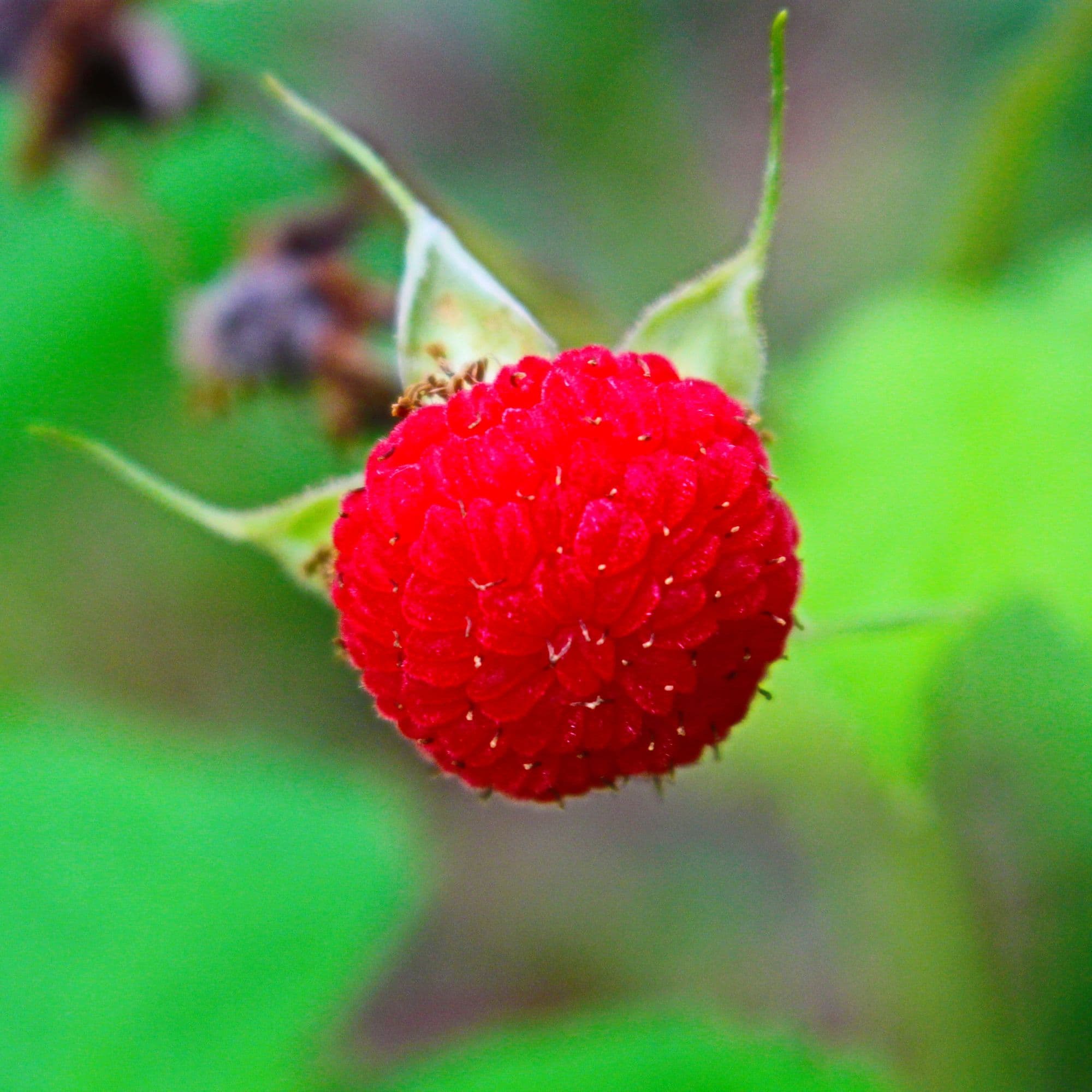 Flowering Purple Raspberry - Eastern Thimbleberry