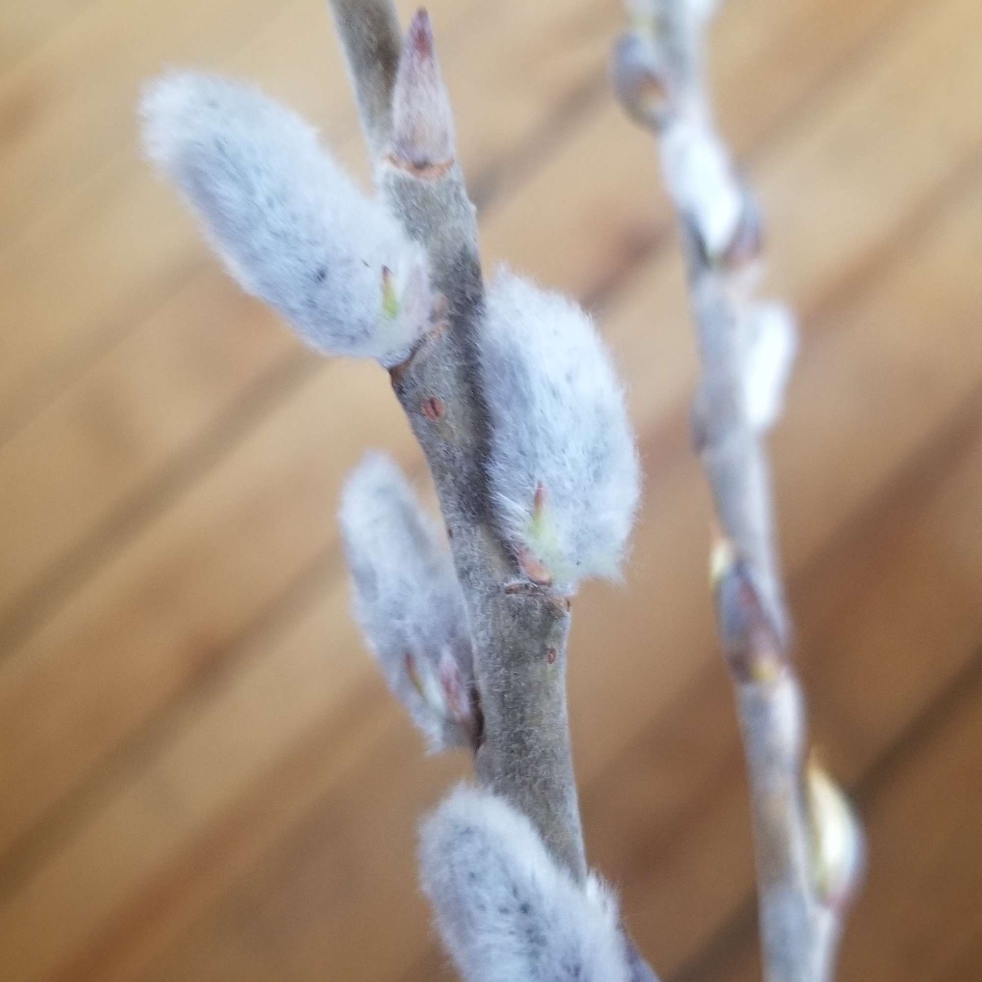 Pussy Willow