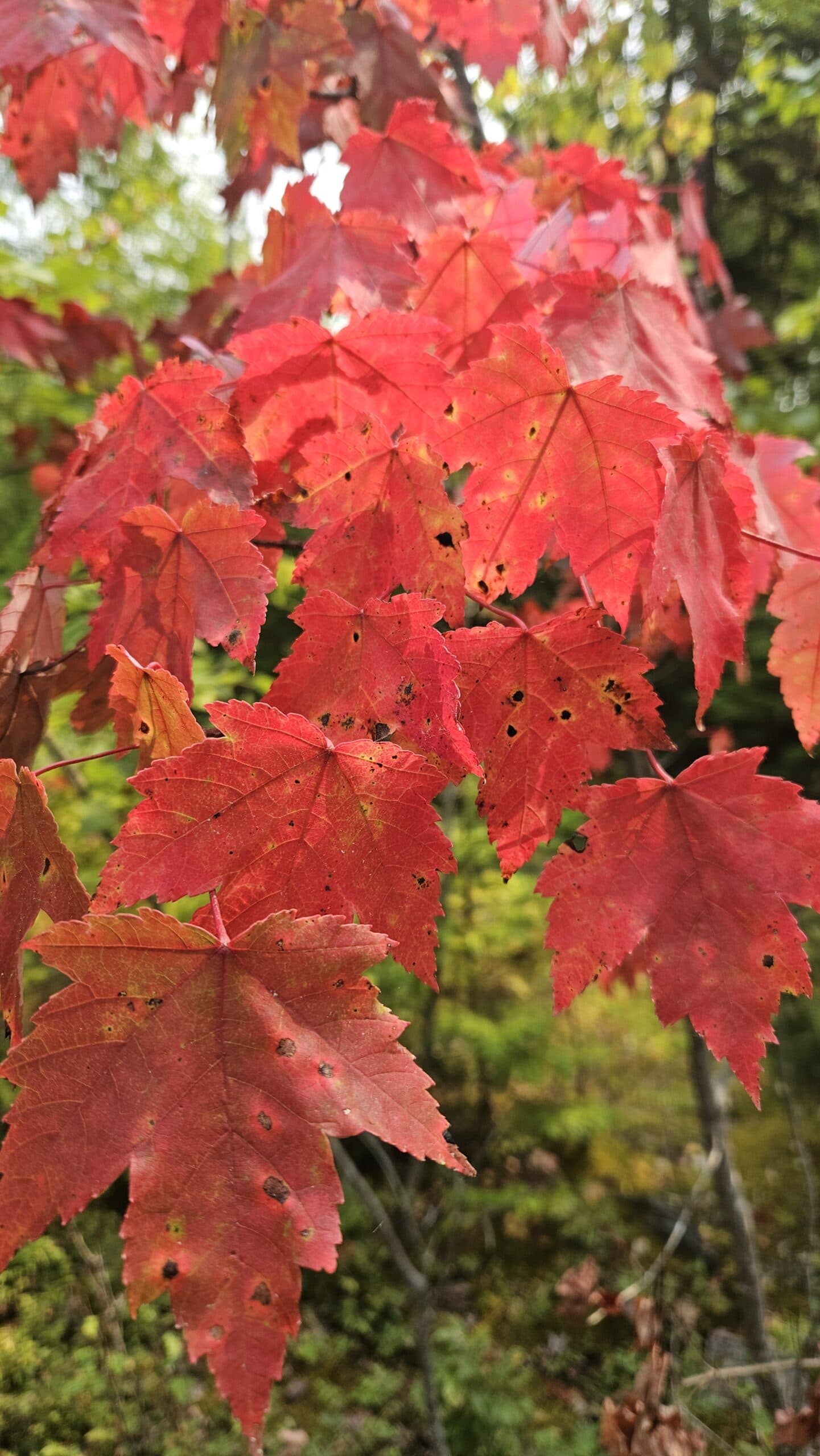 Brilliant red maple leaves in autumn