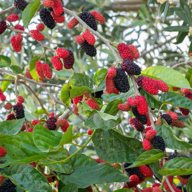 Red Mulberry Tree