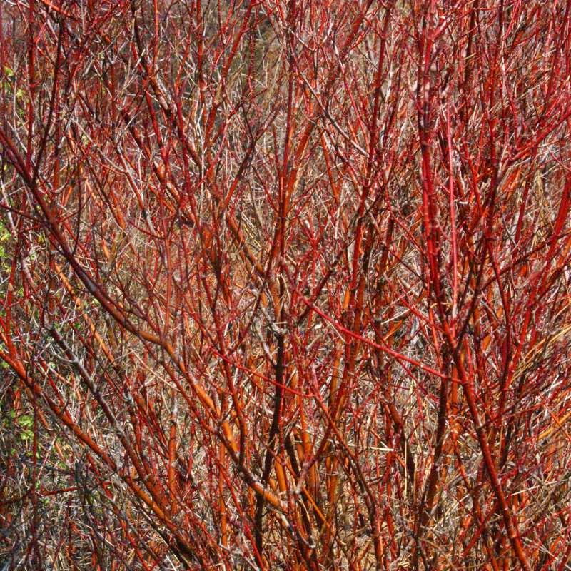 Red Osier Dogwood