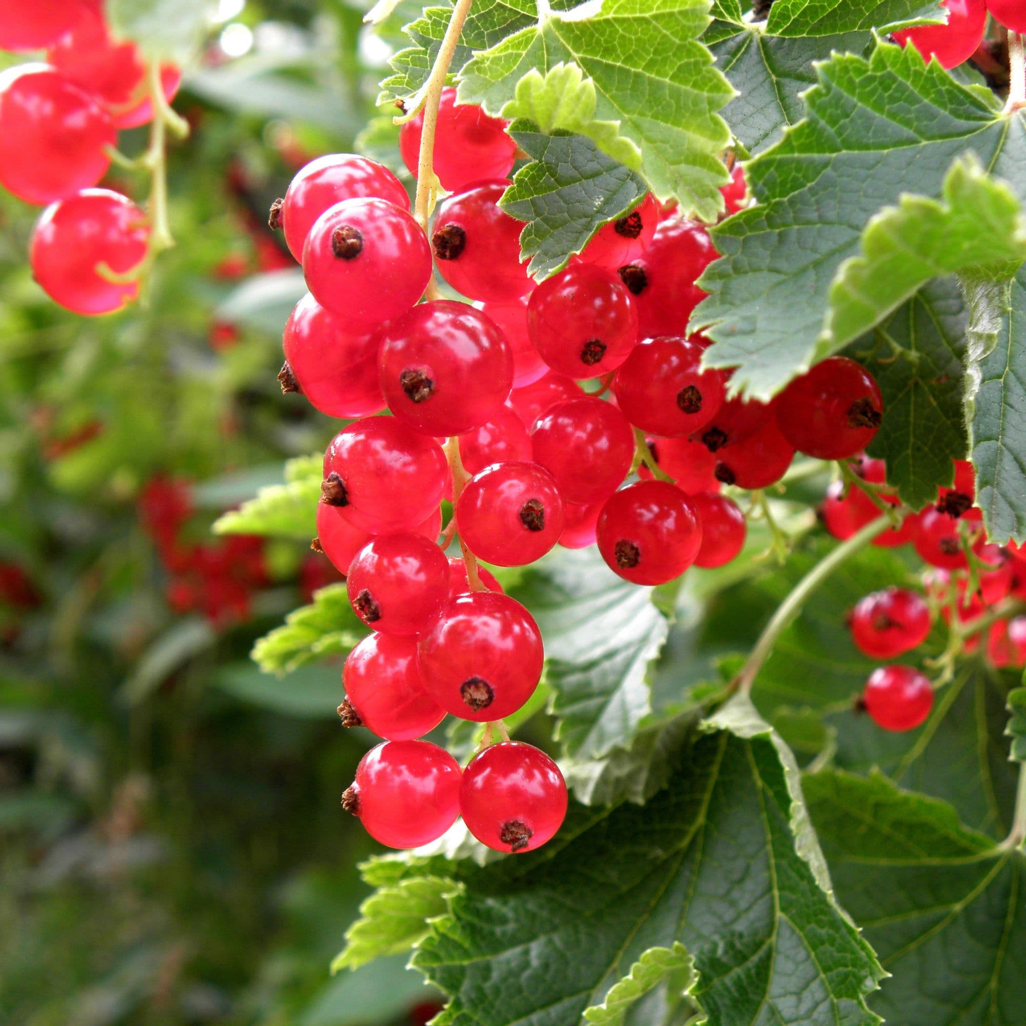 Redcurrant