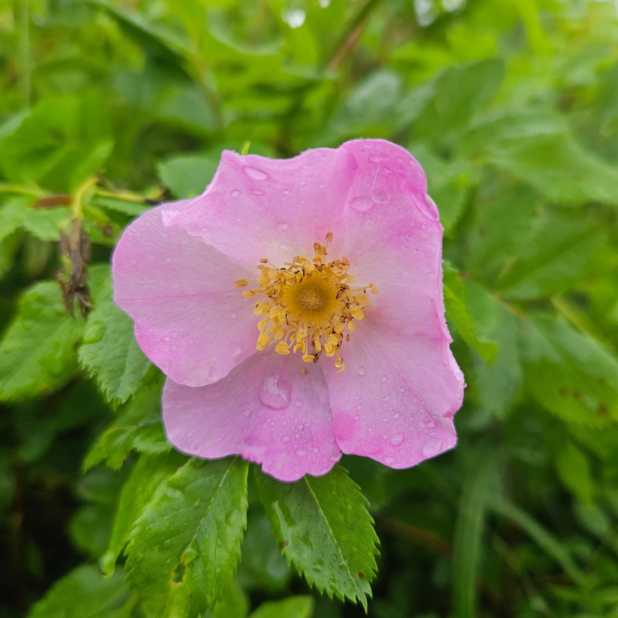 Wild Rose - Rosa Virginiana