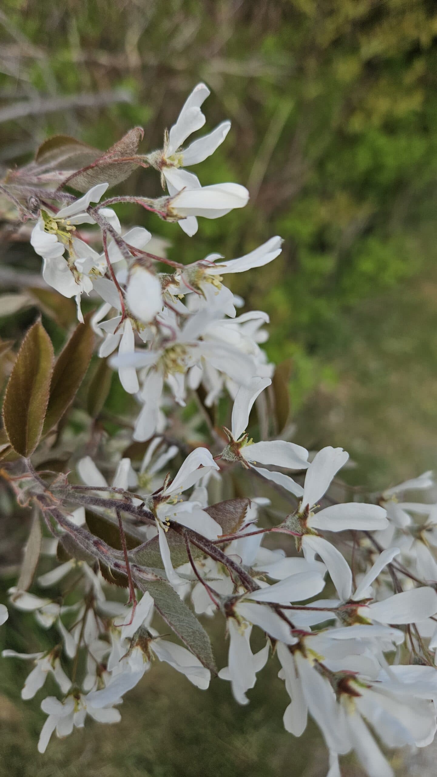 White serviceberry blossoms