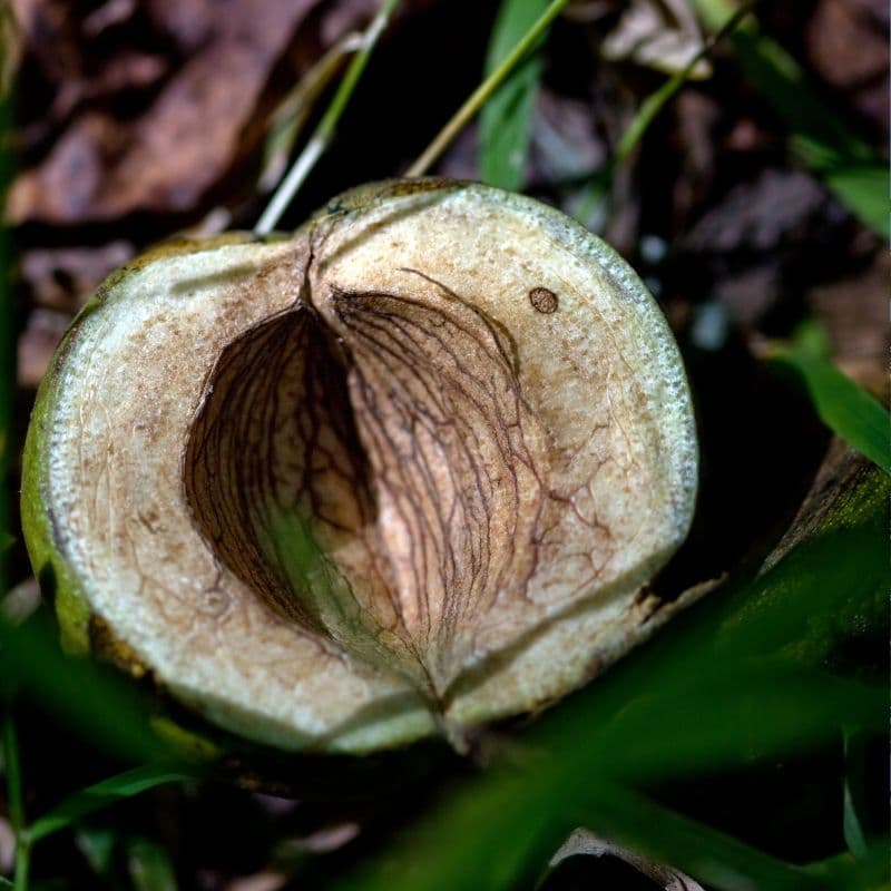 Shellbark Hickory