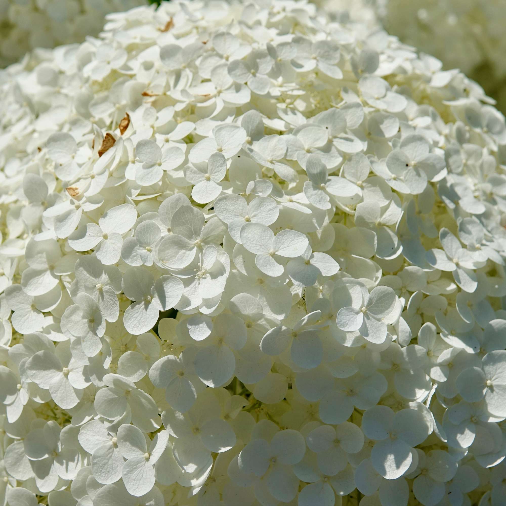Smooth Hydrangea