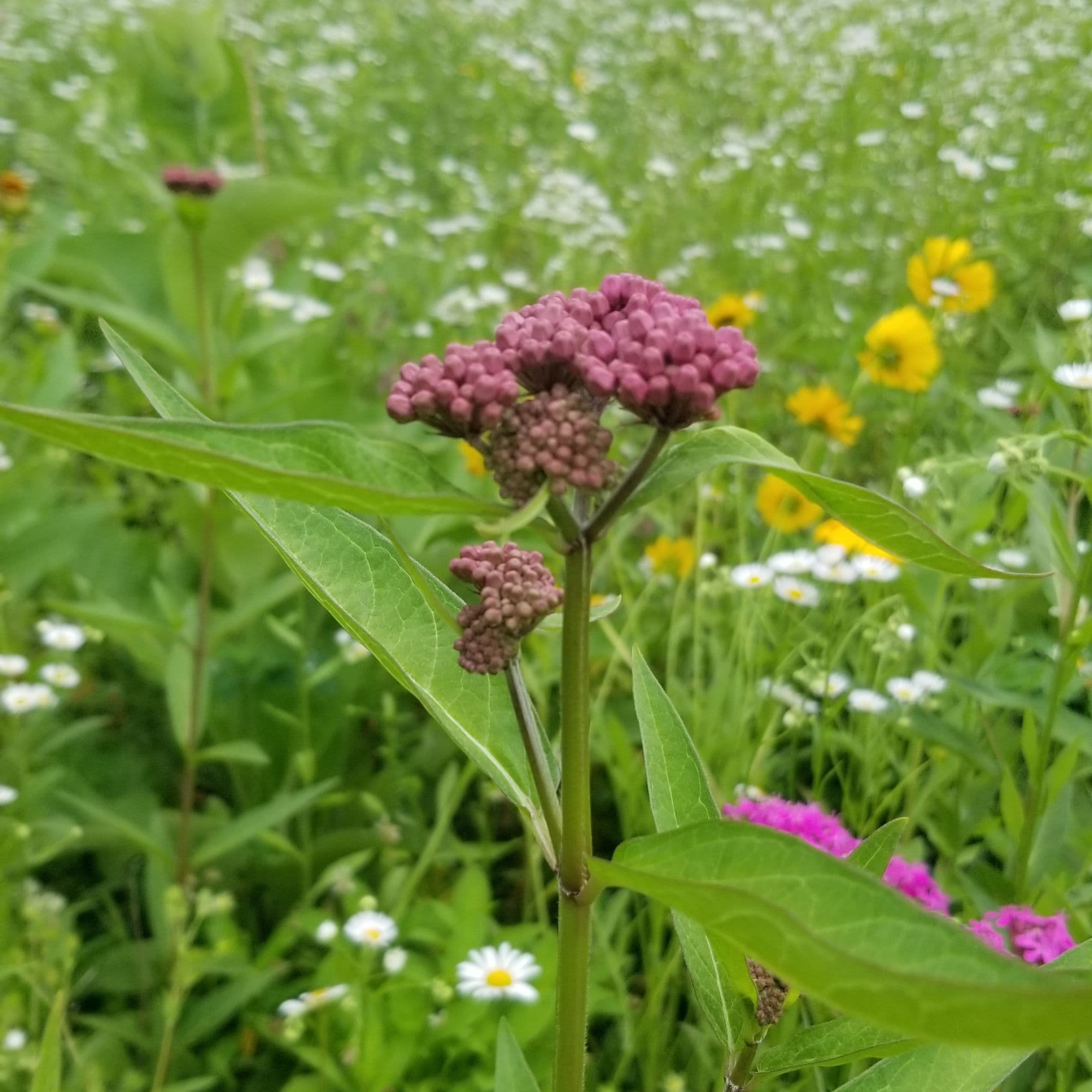 Native swamp milkweed flowering in a meadow