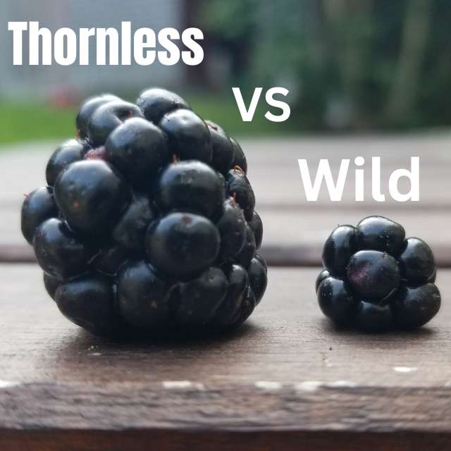Thornless Blackberry