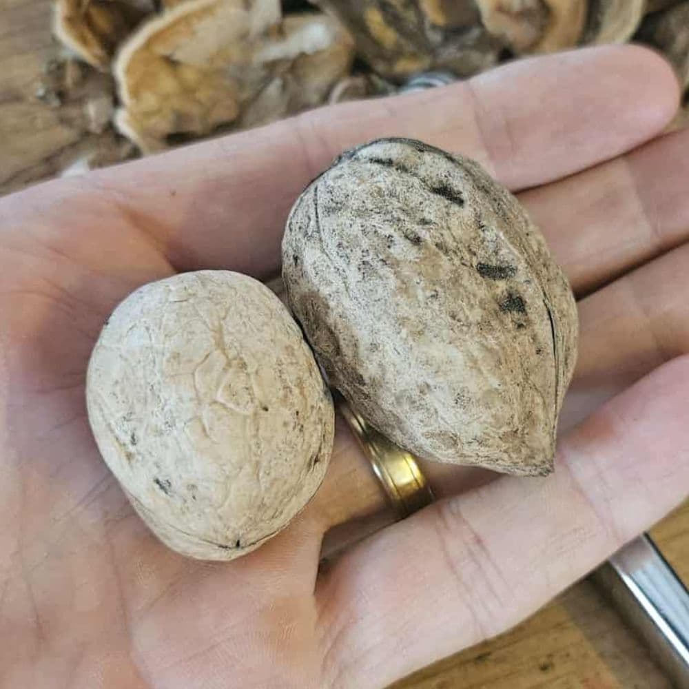 Walnut tree