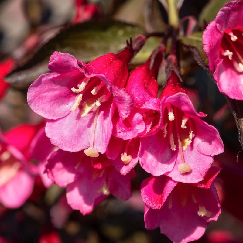 Deep pink weigela flowers