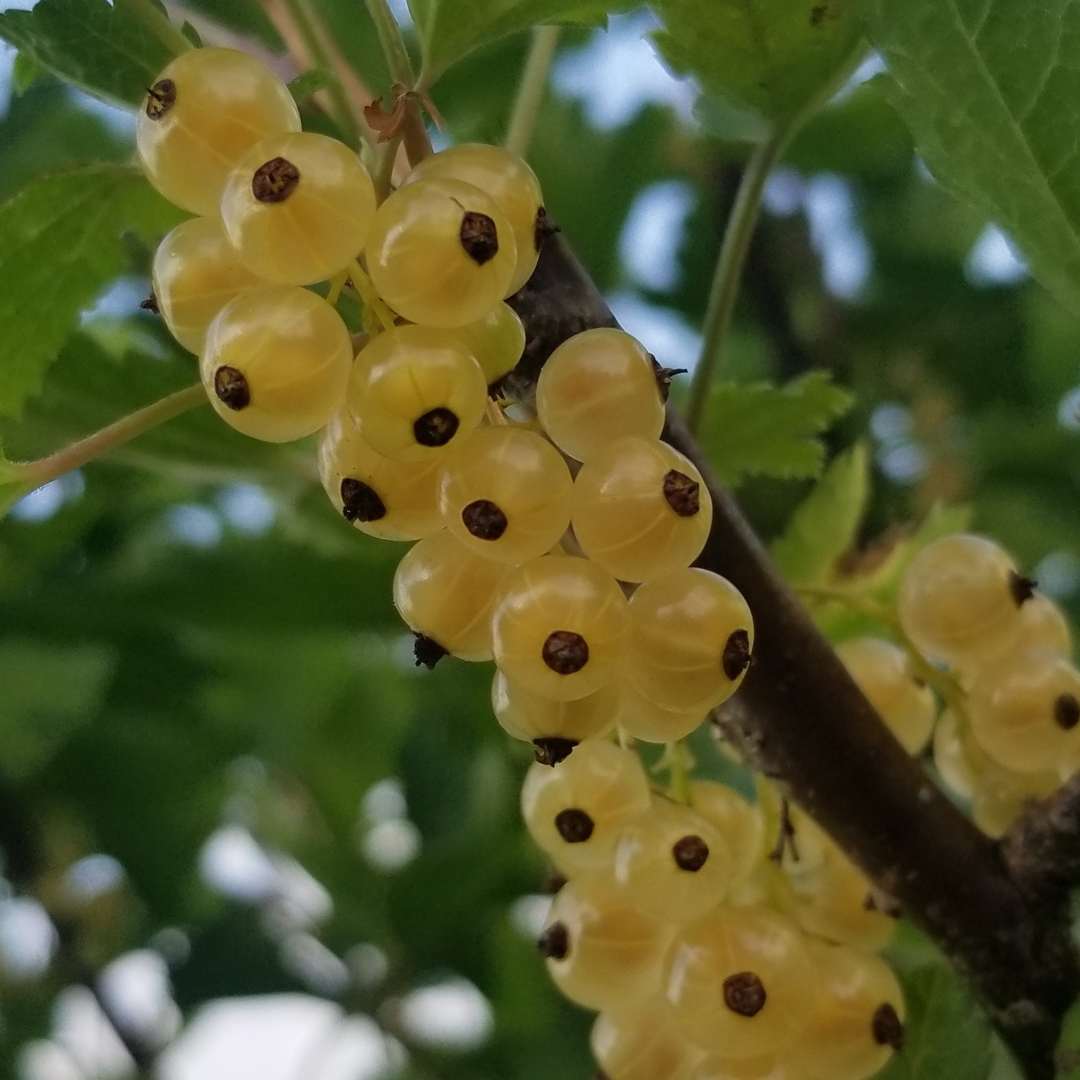 White Currant