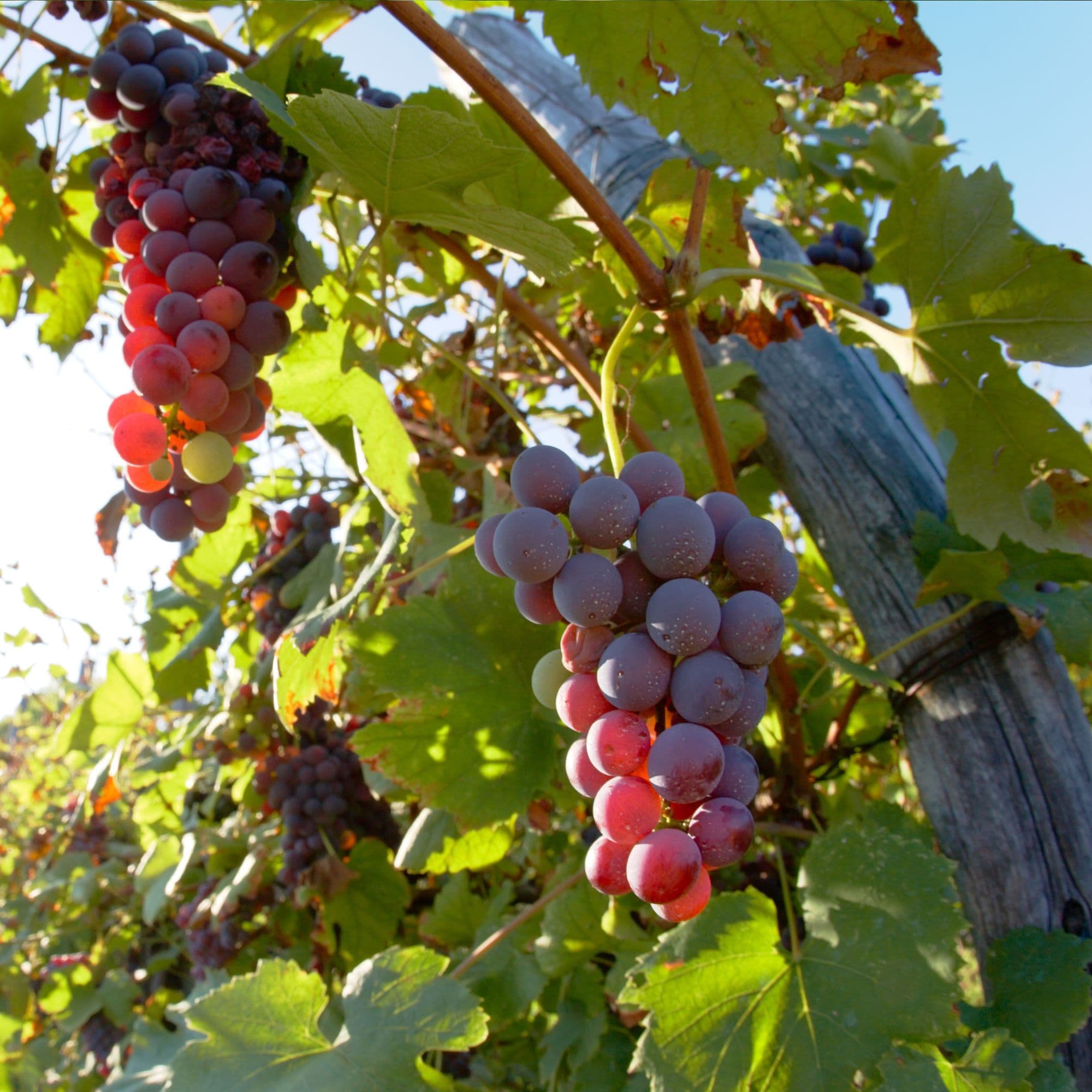 Wine Grapes