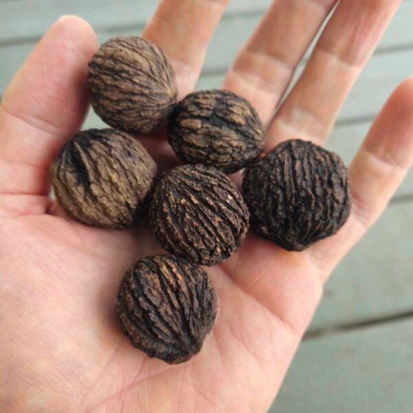 Black walnuts close up - Little Tree Farm