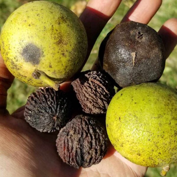 Black walnuts husk and nuts - Little Tree Farm