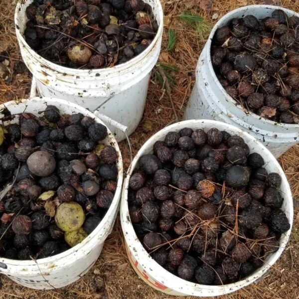 Collecting black walnut - Little Tree Farm