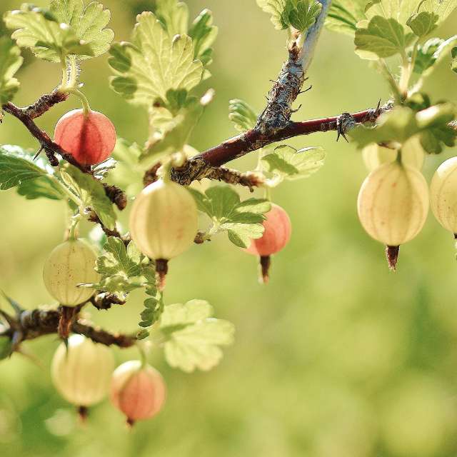 Gooseberry Plants for Sale Gooseberry Plants - Little Tree Farm