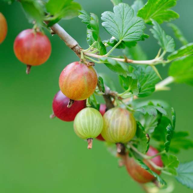 Gooseberry Plants for Sale Gooseberry Plants - Little Tree Farm