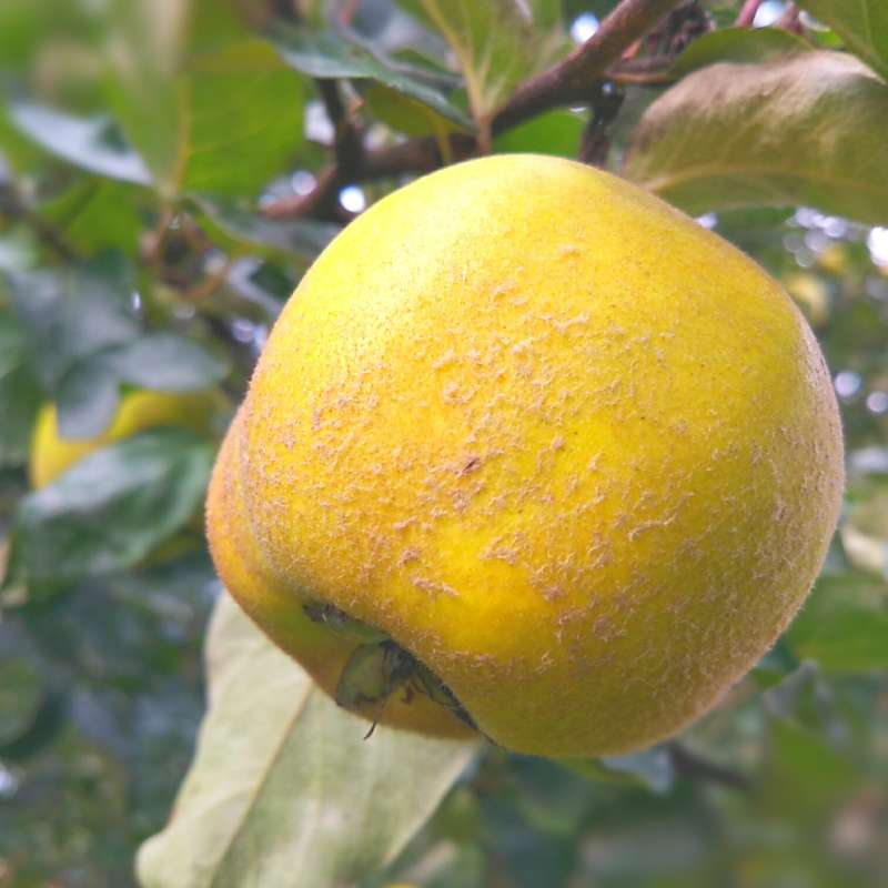 Quince Little Tree Farm