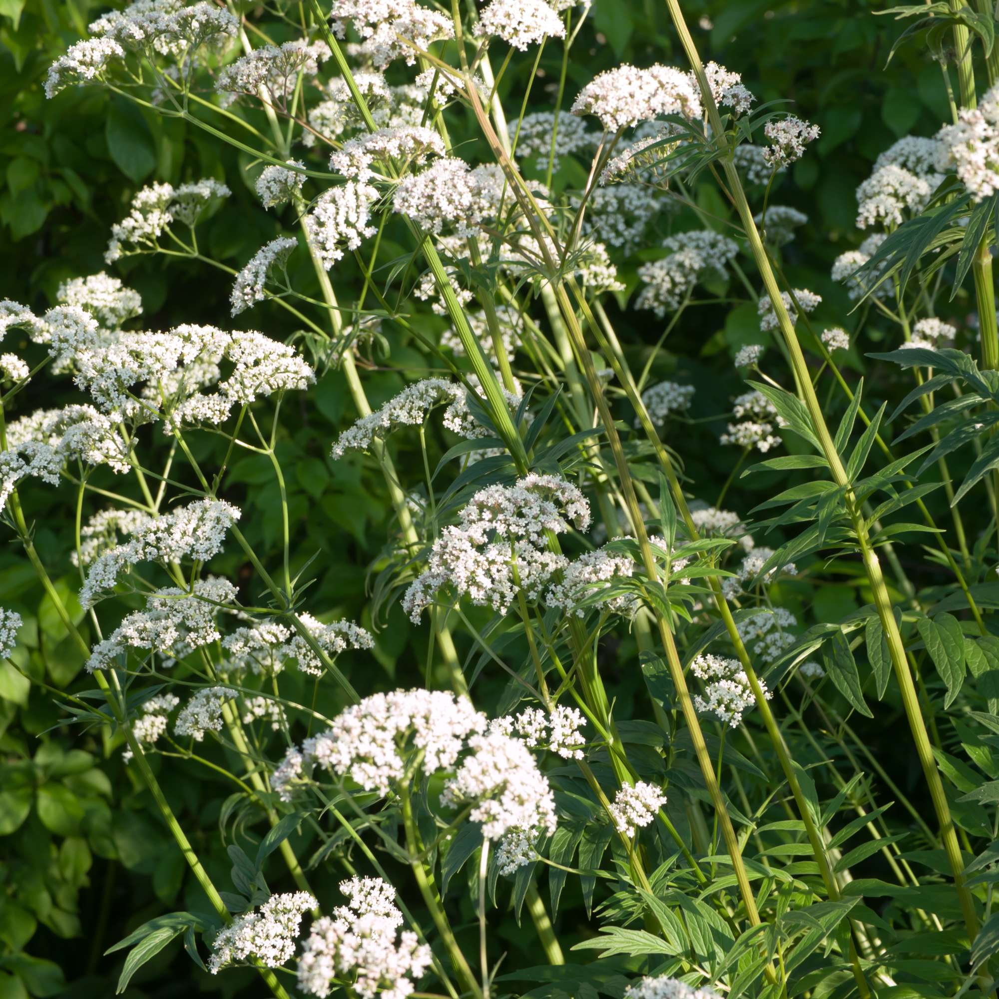 Valerian Seeds (Valeriana officinalis) - Little Tree Farm