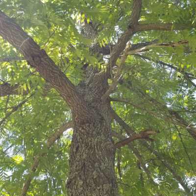 black walnut tree canopy