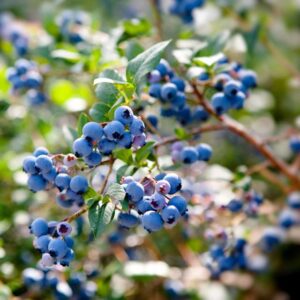 blueberry plant with ripe blueberries - Little Tree Farm