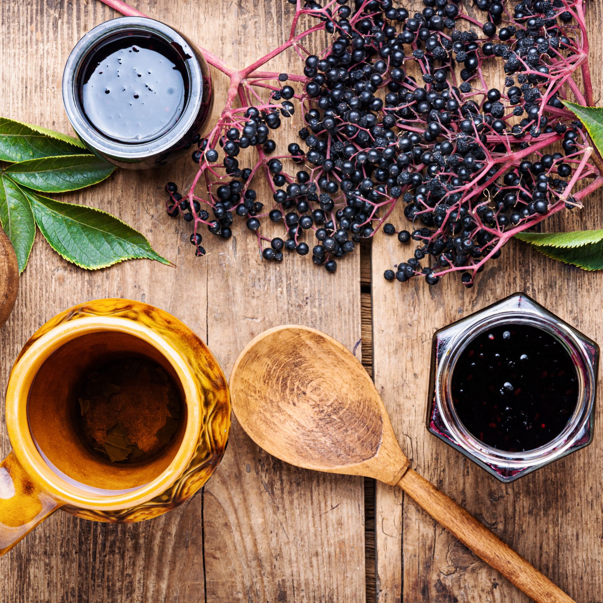 Elderberry Plants for Sale (Sambucus canadensis)Elderberry Plants