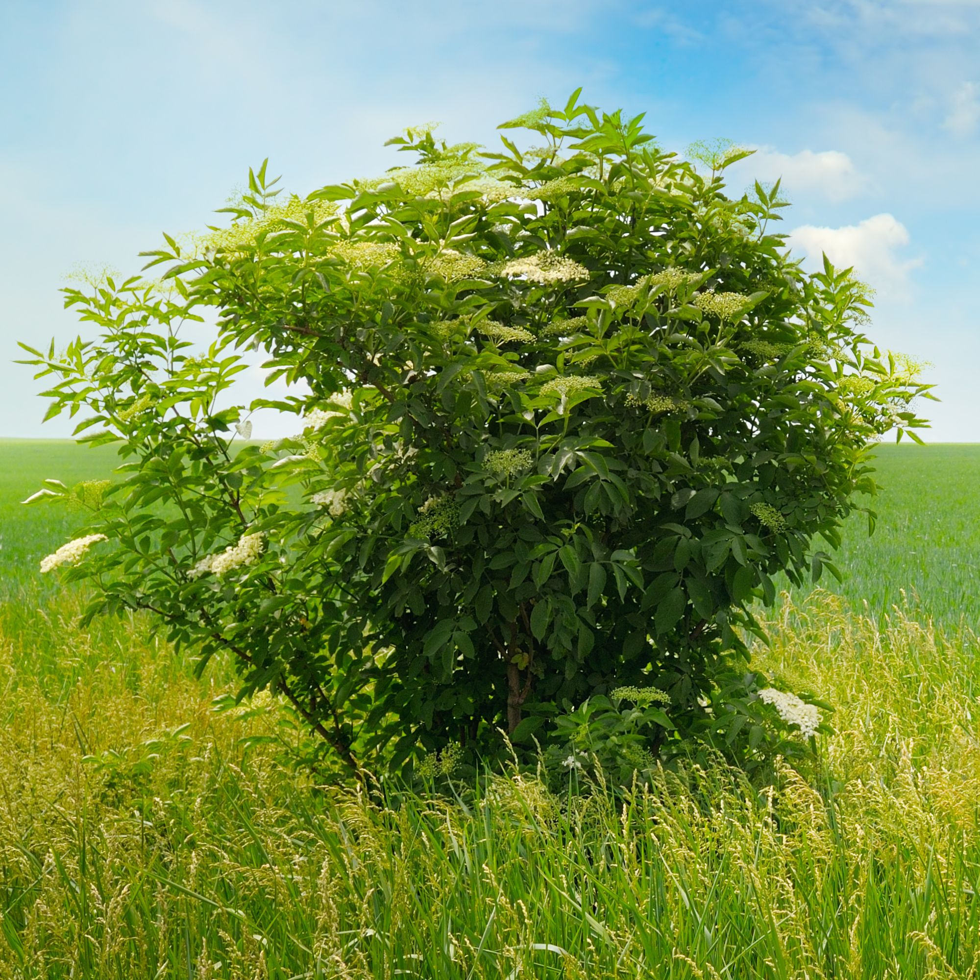 Elderberry Plants for Sale (Sambucus canadensis)Elderberry Plants (Sambucus canadensis) Little