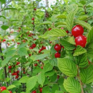 nanking cherry ripe fruit -Little Tree Farm