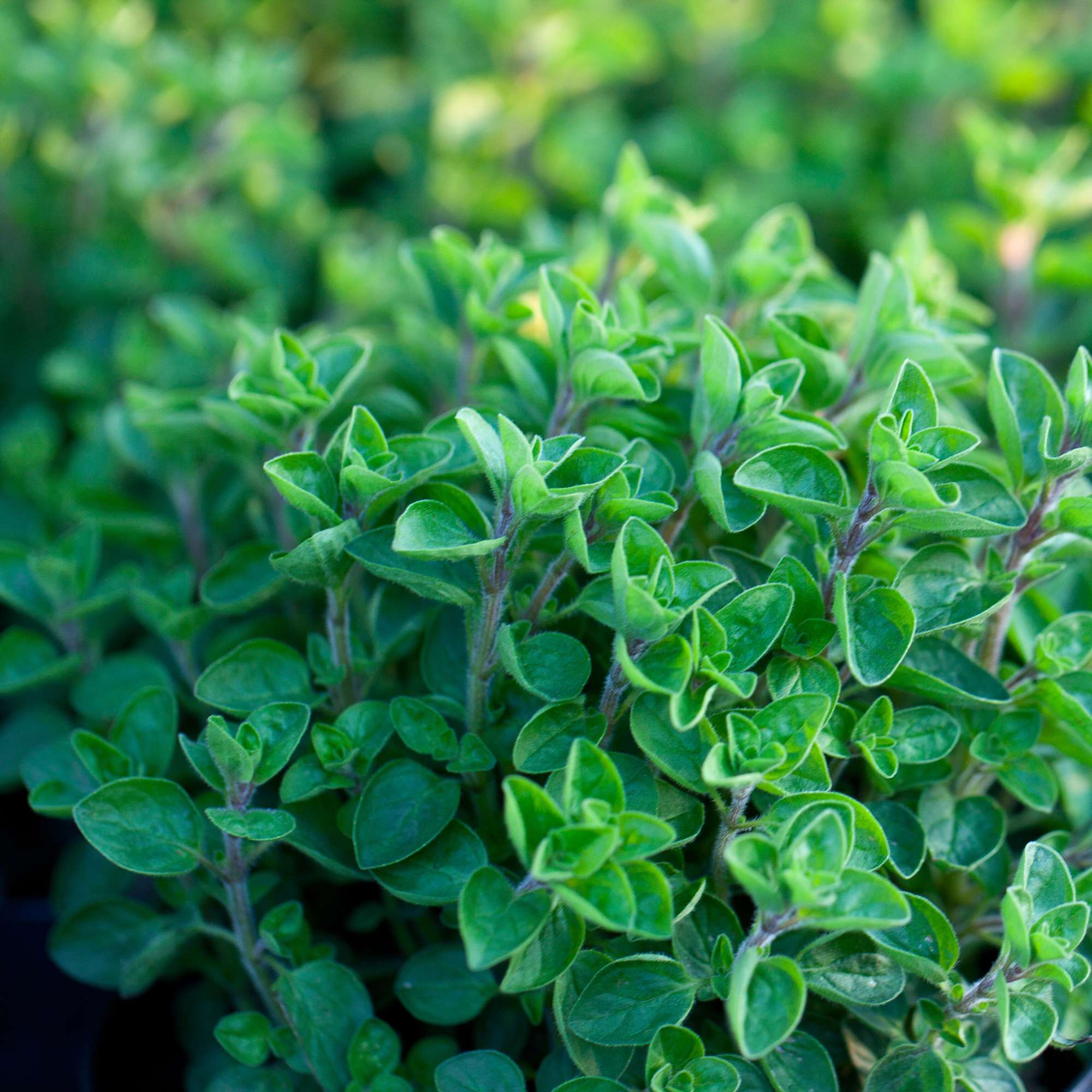 Oregano Seeds (Origanum vulgare) - Little Tree Farm