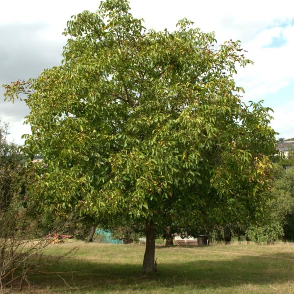 Black Walnut Tree (juglans nigra) Little Tree Farm