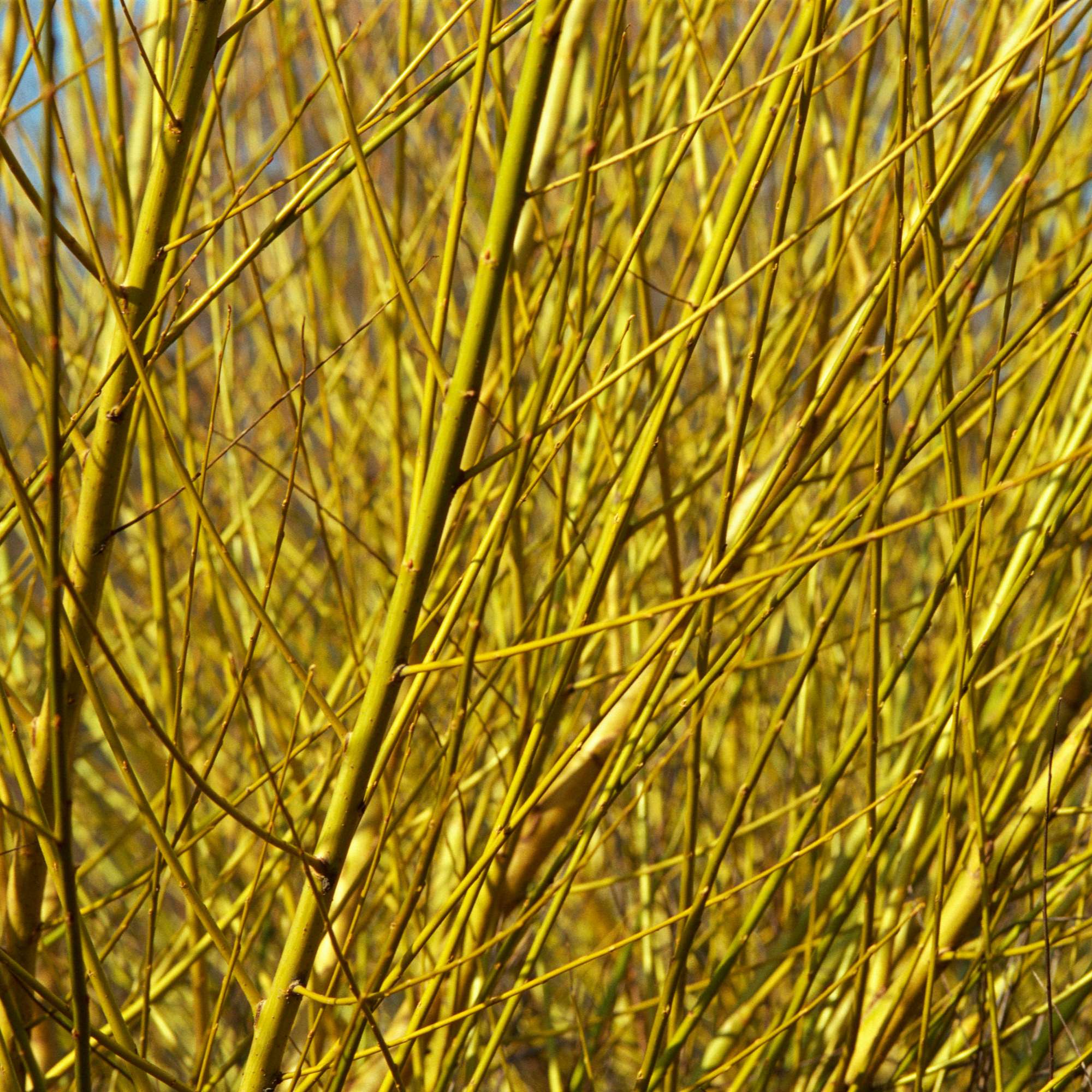 golden-willow-little-tree-farm