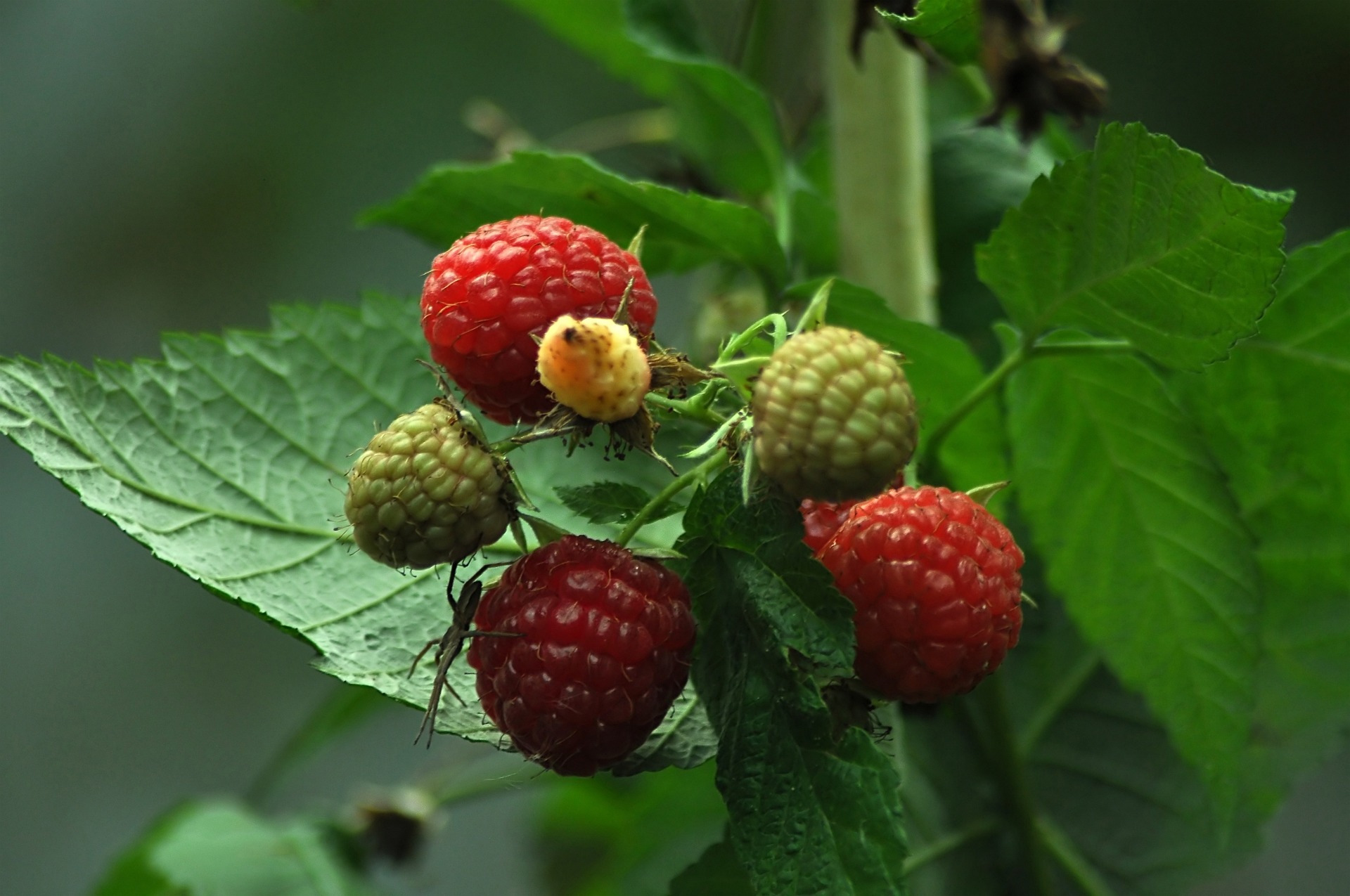 Grow Berries in Canada: Essential Guide for Lush Gardens